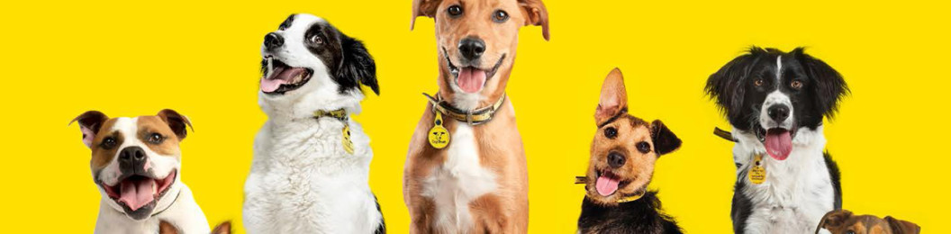 hero dogs trust